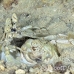 shrimp_mantis_unknown_sne_h_0204_yap0546.jpg